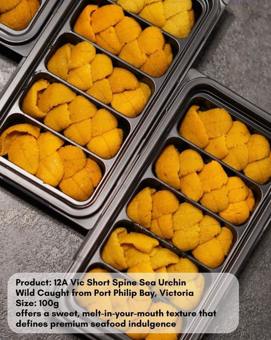 12A Short Spine Sea Urchin ( Uni )